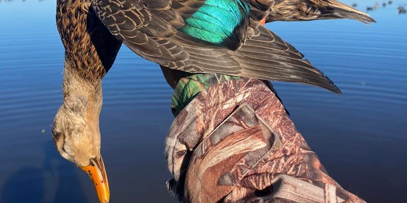 Duck Hunting Florida | 5-Hour Hunting Adventure