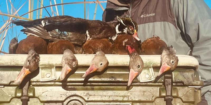 Waterfowl Hunting Florida | Duck Hunting For 4 Hours
