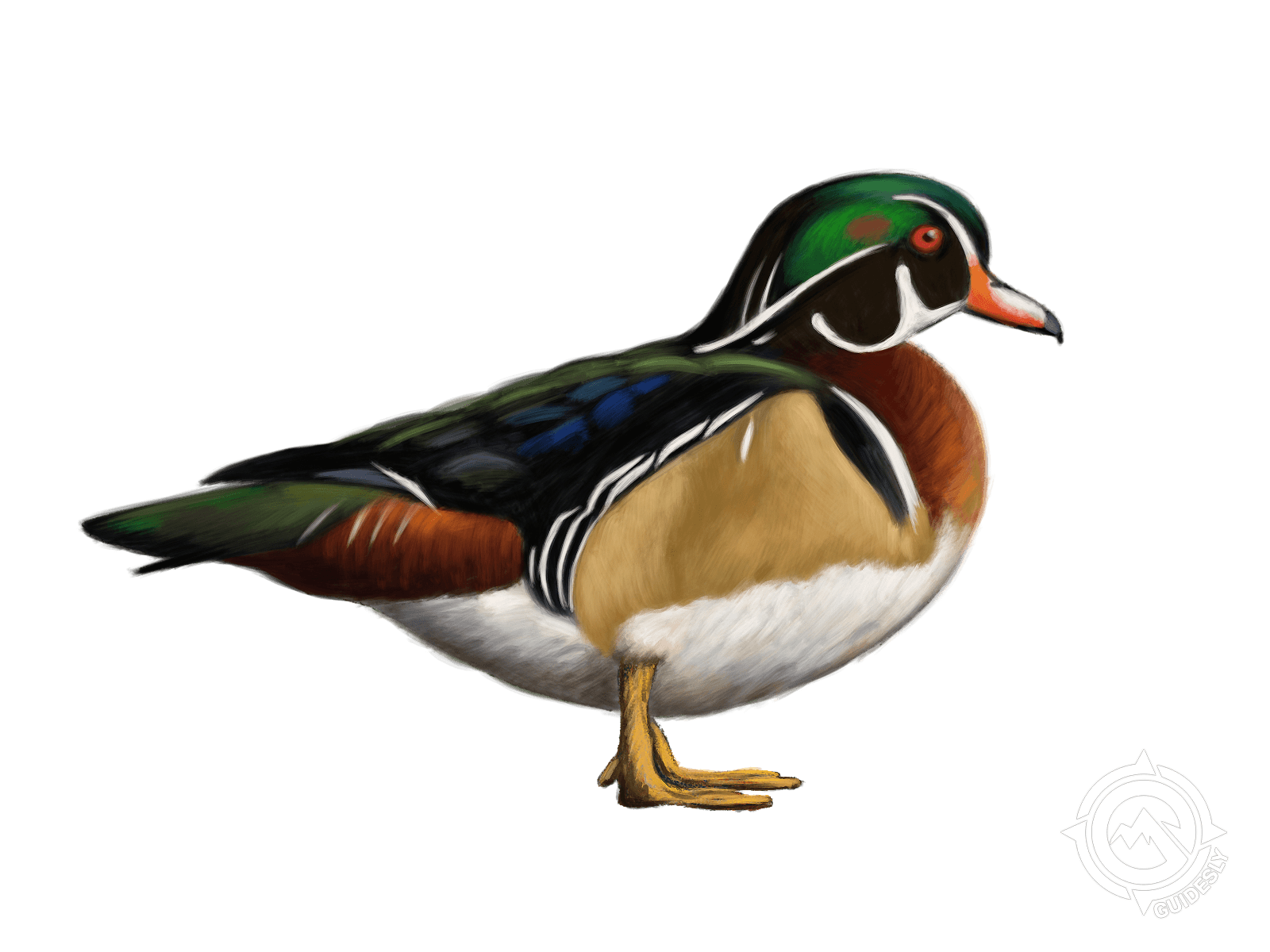 Wood Duck